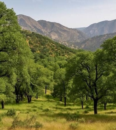 ۱۵ هزار هکتار از جنگل‌های زاگرسی خوزستان برای مقابله با آفات پایش شد