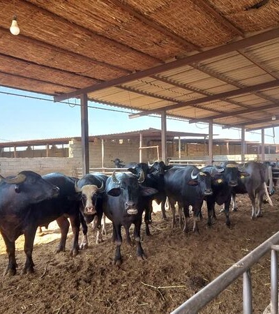 انتقال یافته‌های پژوهشی به دامداران خوزستانی؛ نسخه علمی محققان برای جهش بهره‌وری گاومیش‌داری در حمیدیه