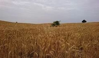 دوره آموزشی دیم‌کاری در خوزستان برگزار شد