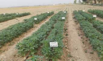 داراب ۱؛ رقم برتر کنجد برای شرایط کم‌آبی شناسایی شد/ دستاورد پژوهشی خوزستان در مسیر ارتقای بهره‌وری آب و پایداری تولید