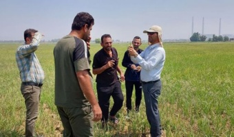 مهار هوشمندانه علف‌های هرز در شالیزارهای خشکه‌کاری؛ نسخه علمی محققان خوزستانی برای کشاورزان