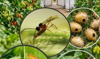 گذار از سم‌پاشی‌های بی‌رویه به مدیریت تلفیقی (IPM)، تنها راهکار نجات گلخانه‌های خوزستان