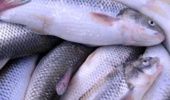 برگزاری دوره آموزشی «صنایع تبدیلی شیلاتی»