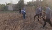 کشت موفق لوبیای چشمبلبلی و ماش در دمای ۵۰ درجه سانتی گراد