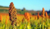 کشت ذرت خوشهای؛ راهبردی برای عبور از چالش خشکسالی و تامین علوفه