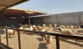 برگزاری کارگاه آموزشی دام سبکوسنگین برای دامداران دشت آزادگان