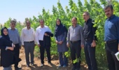 همکاری مرکز تحقیقات و آموزش کشاورزی و منابع طبیعی خوزستان با شهرداری شهر چمران