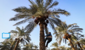 نخلستانهای خوزستان در معرض خشکسالی و تغییر اقلیم