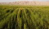 کشت انتظاری گندم؛ راهکاری برای بهرهوری بیشتر از نزولات آسمانی