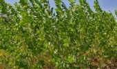 کاهش واردات چوب و افزایش سرانه فضای سبز با کشت صنوبر مقاوم به شوری و گرما در خوزستان