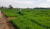 بهنژادی غلات؛ موتور محرک امنیت غذایی