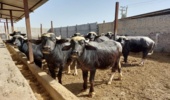 تأکید پژوهشگران خوزستانی بر استفاده از روشهای علمی در پرورش گاومیش