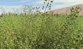 گیاه کاملینا راهبرد کلیدی برای تأمین امنیت غذایی و مدیریت بحران کمآبی