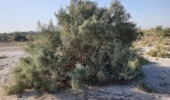 مهار بیابانزایی خوزستان تنها با سپرهای سبز بومی ممکن است