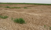 راهکارهای علمی و عملی برای مدیریت چالشهای کشاورزی در جنوب خوزستان