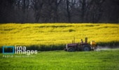 توسعه کشت کلزا؛ راهبردی کلان برای خودکفایی