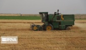 راهکارهای محقق خوزستانی برای مهار علف‌های هرز در مزارع گندم