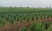 تلاش جهادی پژوهشگران خوزستانی برای تضمین امنیت غذایی در خط مقدم پدافند غیرعامل