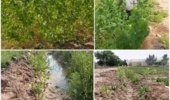 ایجاد قلمستان صنوبر در خوزستان؛ گامی به سوی خود‌کفایی