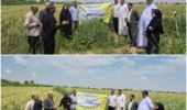 راهکارهای کاربردی محققان خوزستانی برای کشاورزان گندم کار