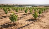 ایجاد کلکسیون ژرم پلاسم ژنوتیپهای گونه پده در خوزستان؛ یک منبع ژنتیکی ارزشمند