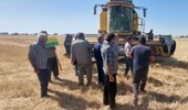 سوزاندن بقایای مزارع، تهدیدی برای خاک و بهرهوری گندم
