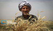 ارتقای تابآوری گندمکاران خرده مالک؛ گامی به سوی پایداری تولید