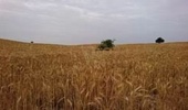 دوره آموزشی دیم‌کاری در خوزستان برگزار شد