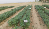 داراب ۱؛ رقم برتر کنجد برای شرایط کمآبی شناسایی شد/ دستاورد پژوهشی خوزستان در مسیر ارتقای بهرهوری آب و پایداری تولید