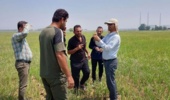 مهار هوشمندانه علف‌های هرز در شالیزارهای خشکه‌کاری؛ نسخه علمی محققان خوزستانی برای کشاورزان