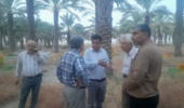 احیای ۲ هکتار نخلستان پژوهشی با رویکرد اقتصادی