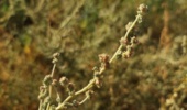 نقش کلیدی بذر گواهی‌شده گونه‌های شورپسند در مدیریت پایدار منابع طبیعی خوزستان