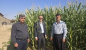 بازدید رئیس مرکز تحقیقات و آموزش کشاورزی خوزستان از سایت تحقیقی-ترویجی شهرستان ایذه