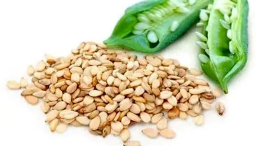 افزایش بهره‌وری کنجد مانع از واردات ۸۵ درصدی روغن می‌شود