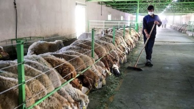 دستیابی به گوشت باکیفیت با تغذیه علمی بره‌ها