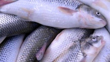 برگزاری دوره آموزشی «صنایع تبدیلی شیلاتی»
