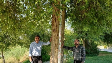 استفاده از شبکه‌های عصبی مصنوعی، انقلابی در شناسایی مناطق مستعد کشت گونه‌های جنگلی است