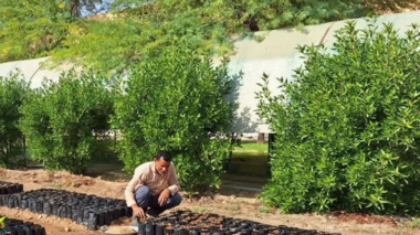 روش‌های علمی و اصولی تولید نهال اکالیپتوس در شرایط آب‌وهوایی استان خوزستان