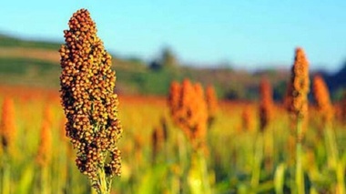 کشت ذرت خوشه‌ای؛ راهبردی برای عبور از چالش خشکسالی و تامین علوفه