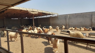 برگزاری کارگاه آموزشی دام سبک‌وسنگین برای دامداران دشت آزادگان