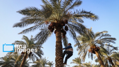 نخلستان‌های خوزستان در معرض خشکسالی و تغییر اقلیم