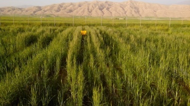 کشت انتظاری گندم؛ راهکاری برای بهره‌وری بیشتر از نزولات آسمانی