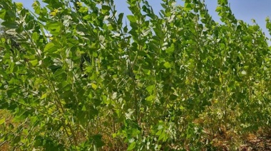 کاهش واردات چوب و افزایش سرانه فضای سبز با کشت صنوبر مقاوم به شوری و گرما در خوزستان