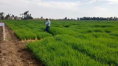 به‌نژادی غلات؛ موتور محرک امنیت غذایی