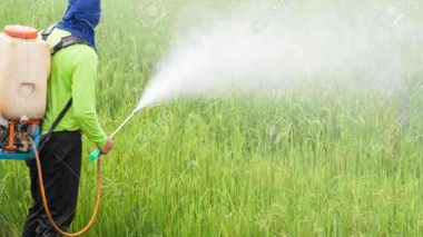لزوم شناخت دقیق علائم خسارت علف‌کش‌ها و مدیریت اصولی مصرف