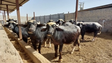 تأکید پژوهشگران خوزستانی بر استفاده از روش‌های علمی در پرورش گاومیش