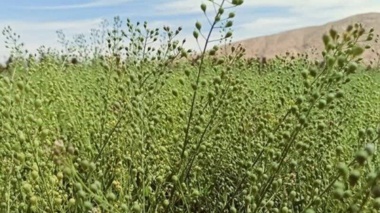 گیاه کاملینا راهبرد کلیدی برای تأمین امنیت غذایی و مدیریت بحران کم‌آبی