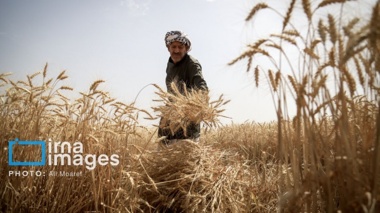 مدیریت صحیح زراعی عامل تعیین کننده در موفقیت کشت گندم