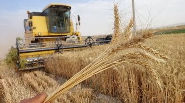 رازهای طلایی کشت گندم پرسود