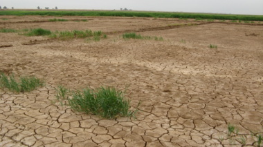 راهکارهای علمی و عملی برای مدیریت چالش‌های کشاورزی در جنوب خوزستان